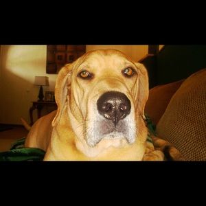 Meet your Posher, Debbie